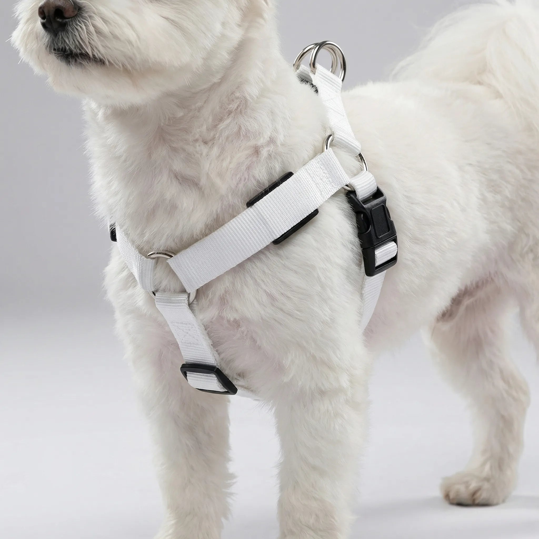 LED Hundegeschirr leuchtend wiederaufladbar für Sicherheit im Dunkeln