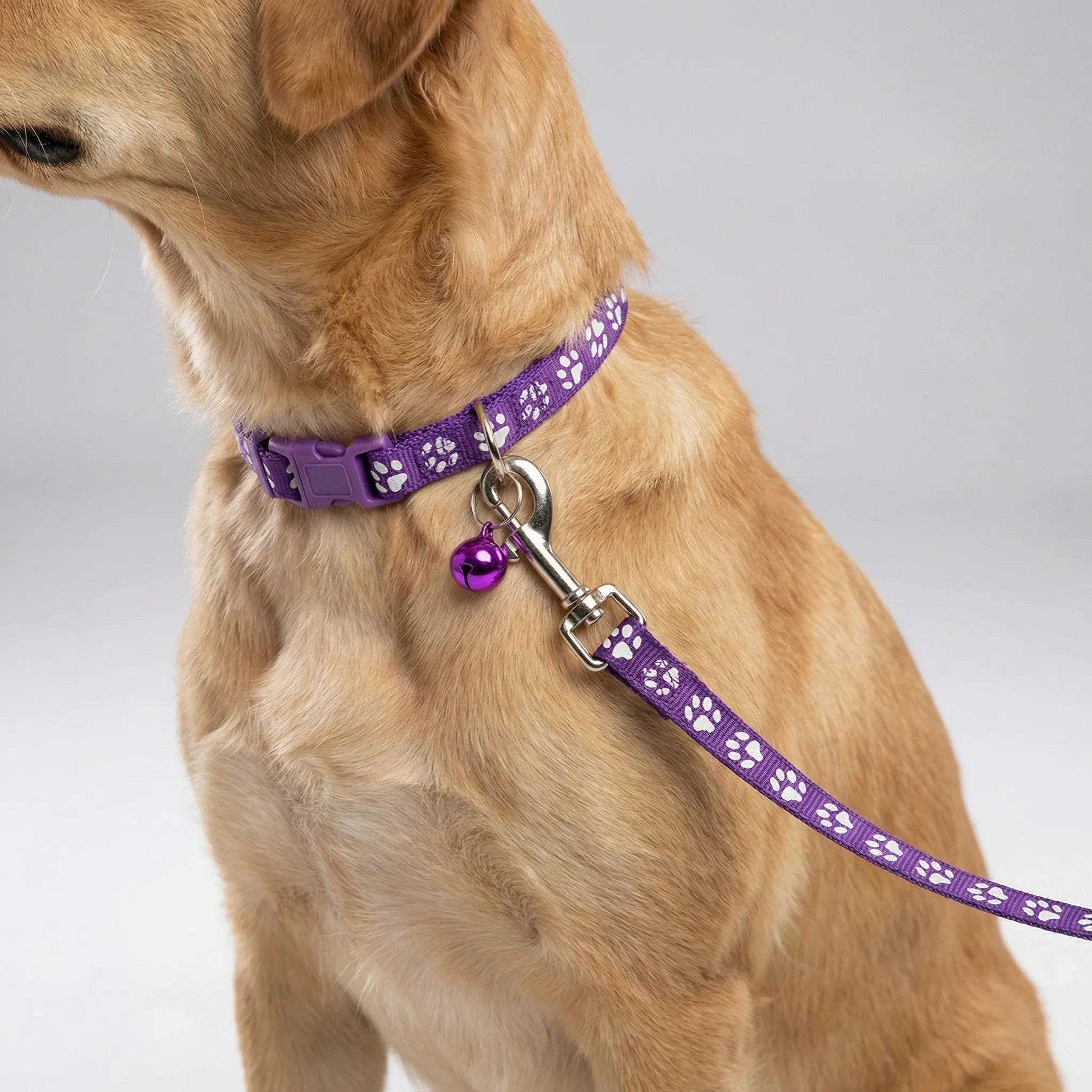 Halsband Leine Set für kleine Hunde Katzen mit Pfotenmuster