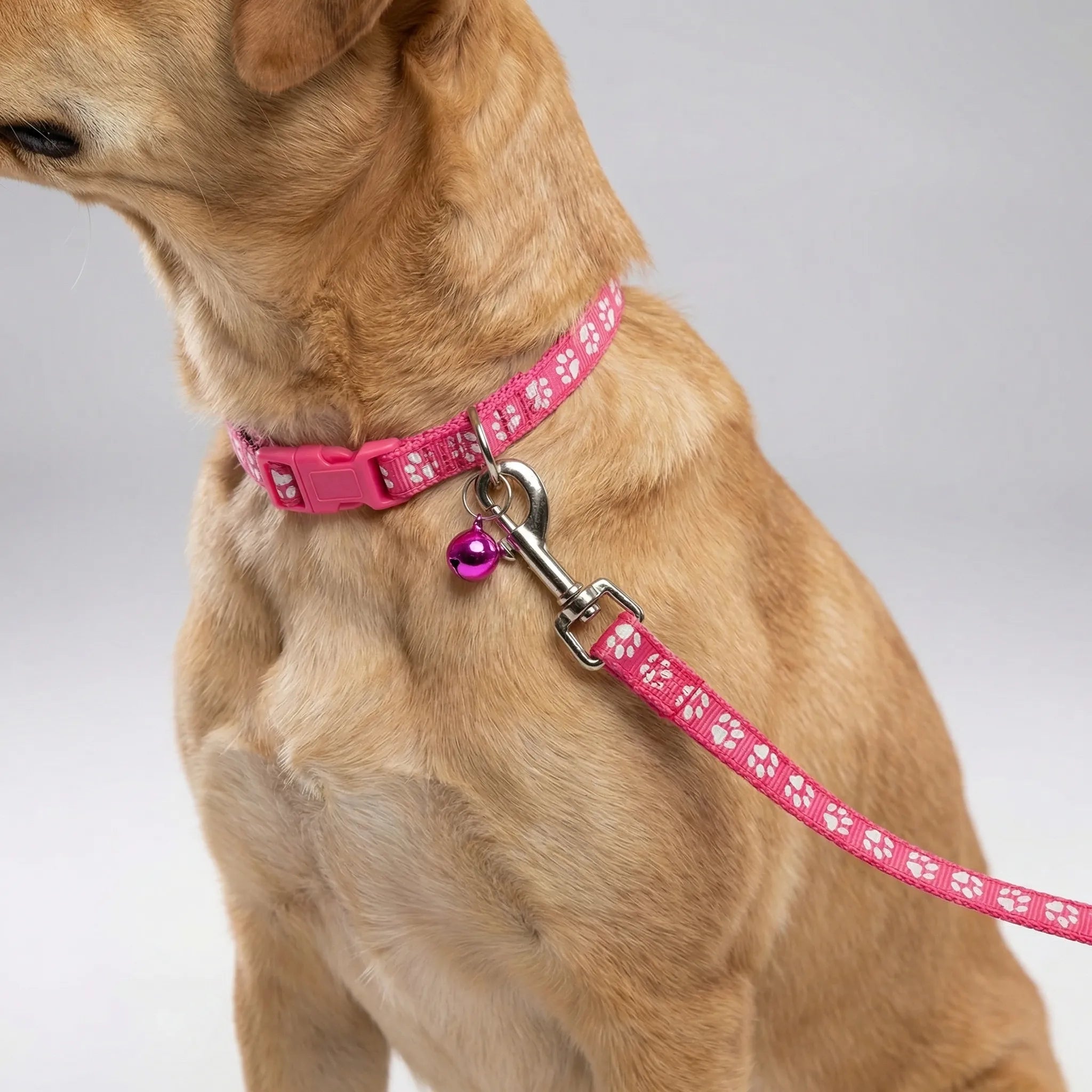 Halsband Leine Set für kleine Hunde Katzen mit Pfotenmuster