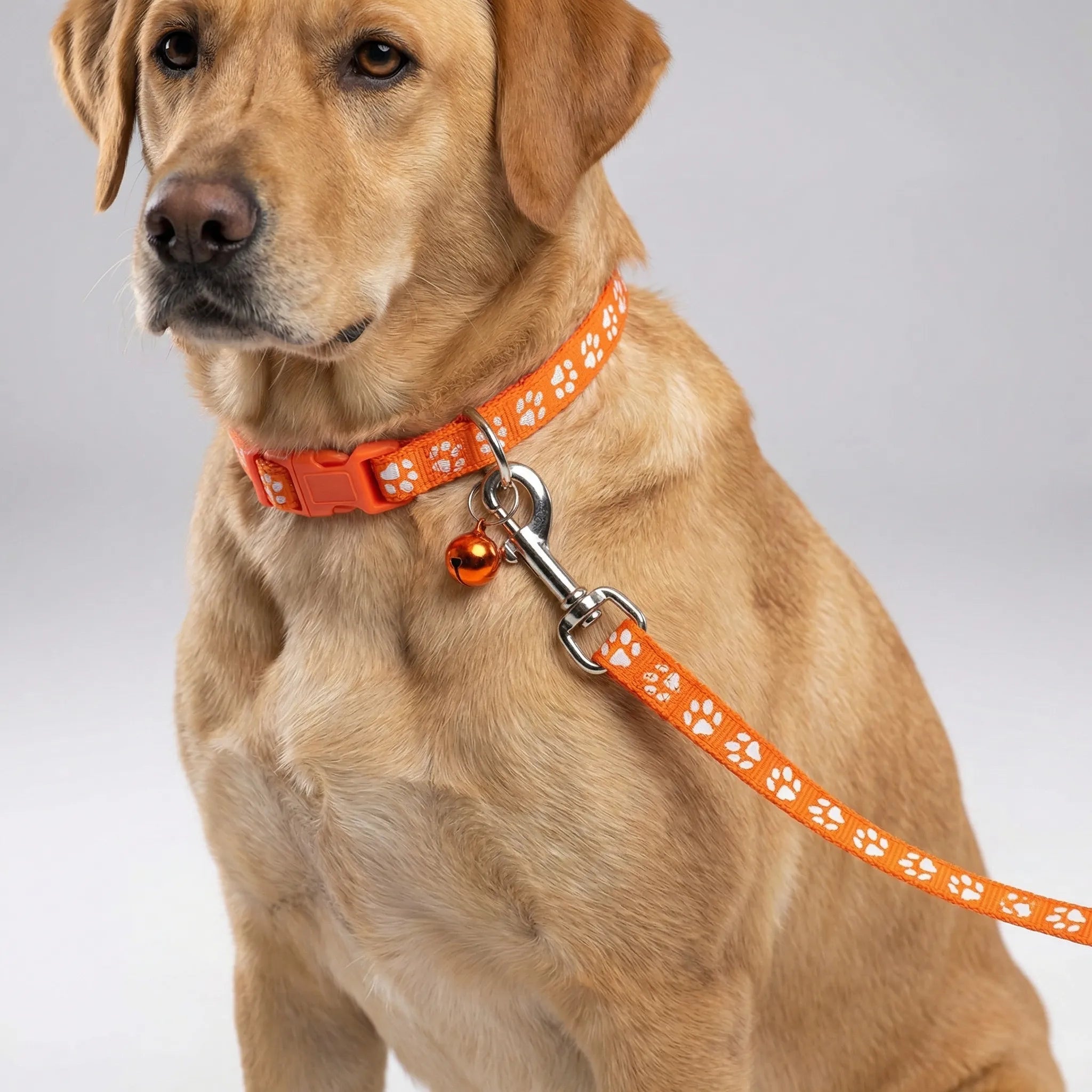 Halsband Leine Set für kleine Hunde Katzen mit Pfotenmuster