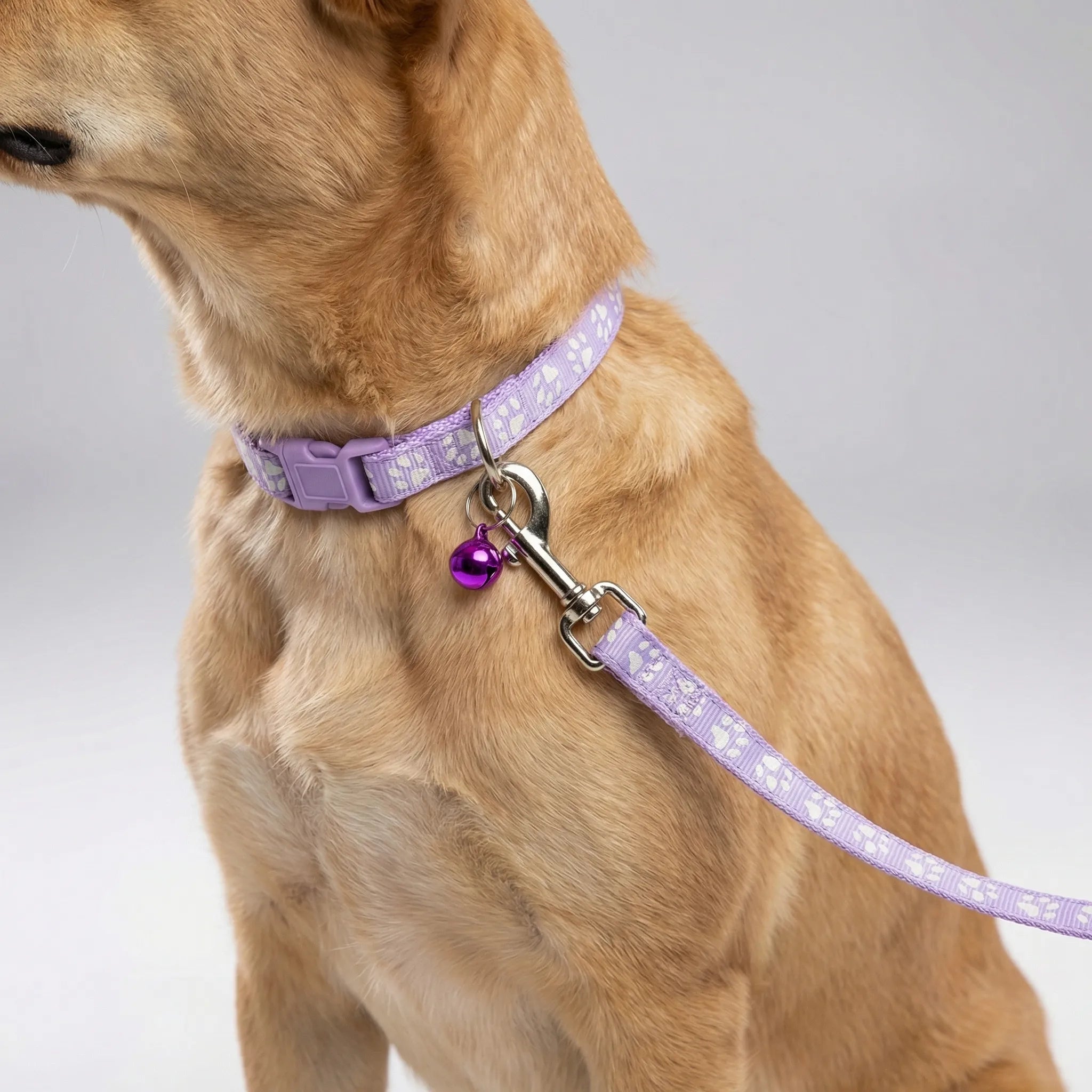 Halsband Leine Set für kleine Hunde Katzen mit Pfotenmuster