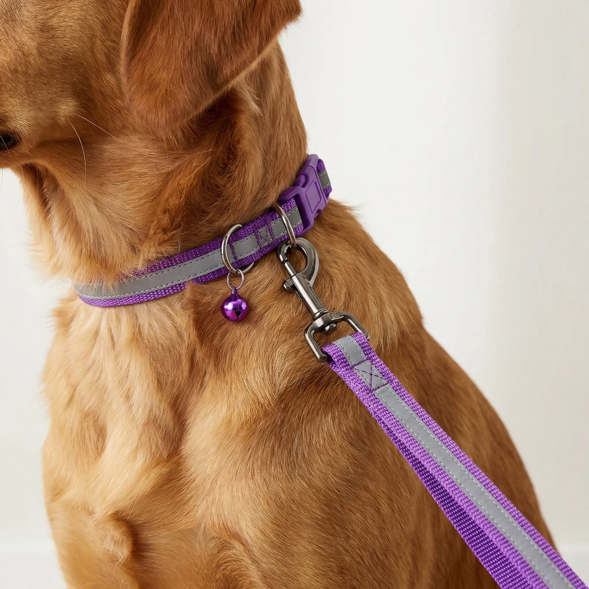 Halsband Leine Set für kleine Hunde Katzen mit Pfotenmuster