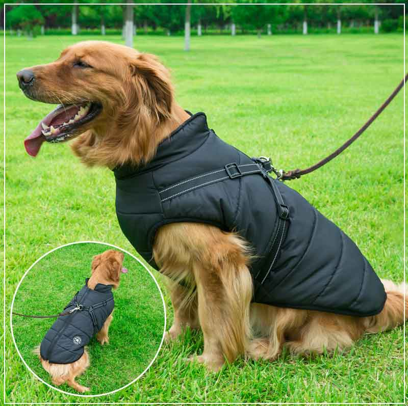 Winterjacke für Hunde mit Geschirr