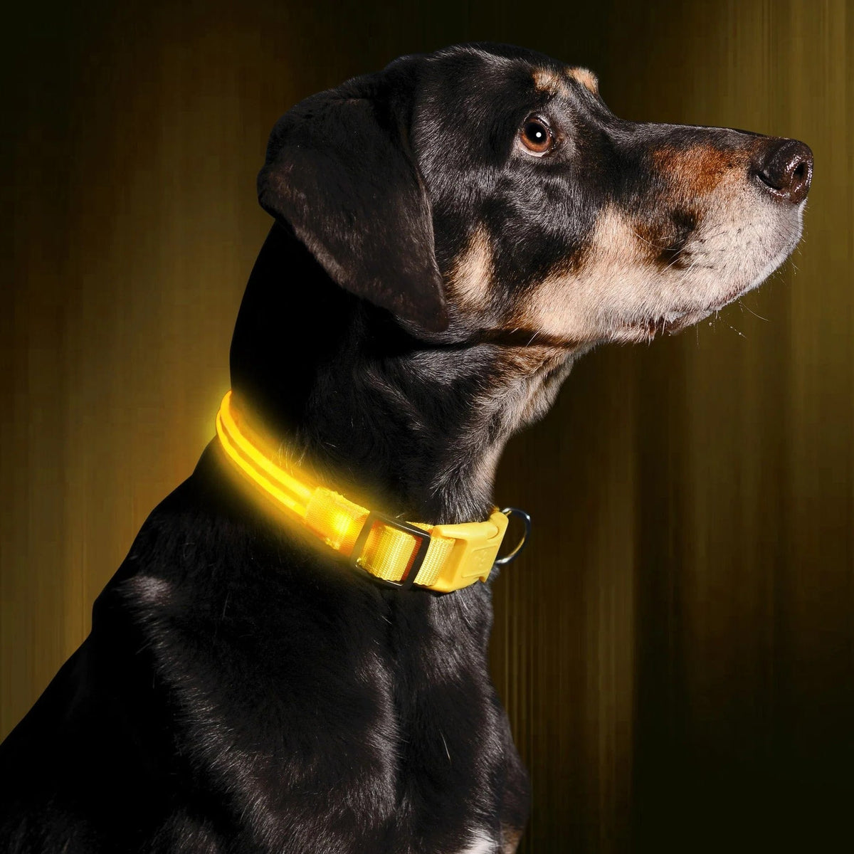 Leuchthalsband für Hunde