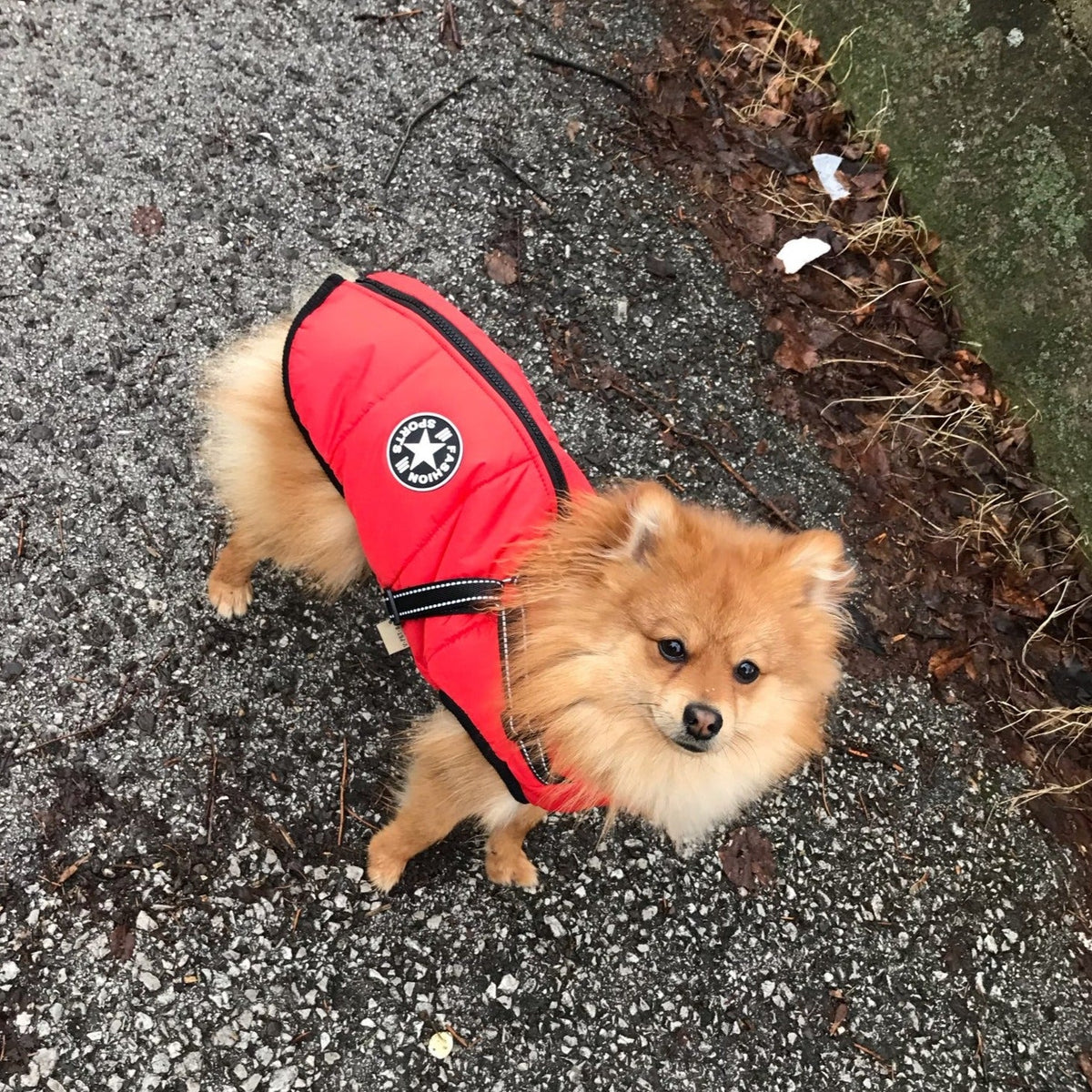 Hundejacke Wind- & Wasserabweisend Integriertes Geschirr