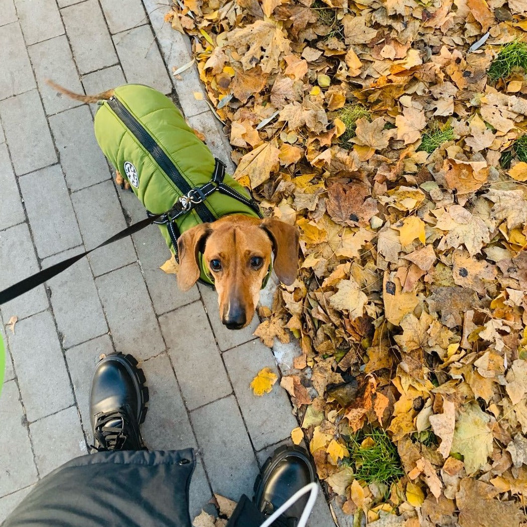 Hundejacke Wind- & Wasserabweisend Integriertes Geschirr