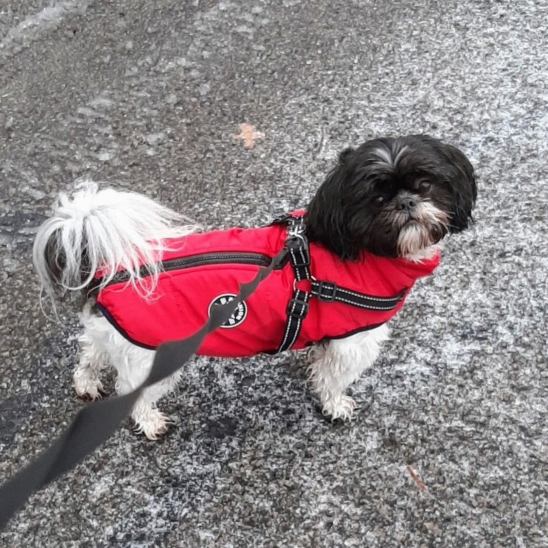 Hundejacke Wind- & Wasserabweisend Integriertes Geschirr