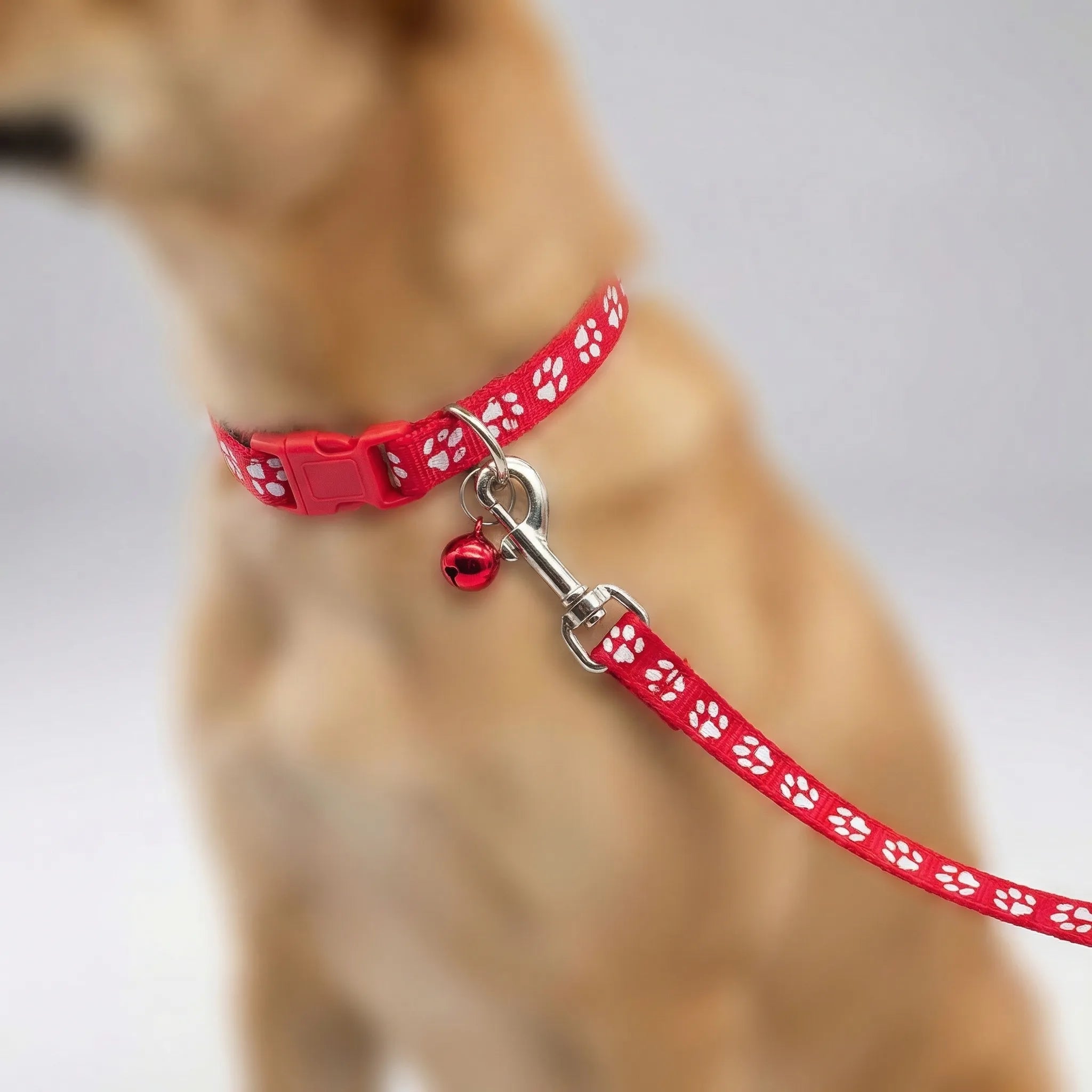 Halsband Leine Set für kleine Hunde Katzen mit Pfotenmuster