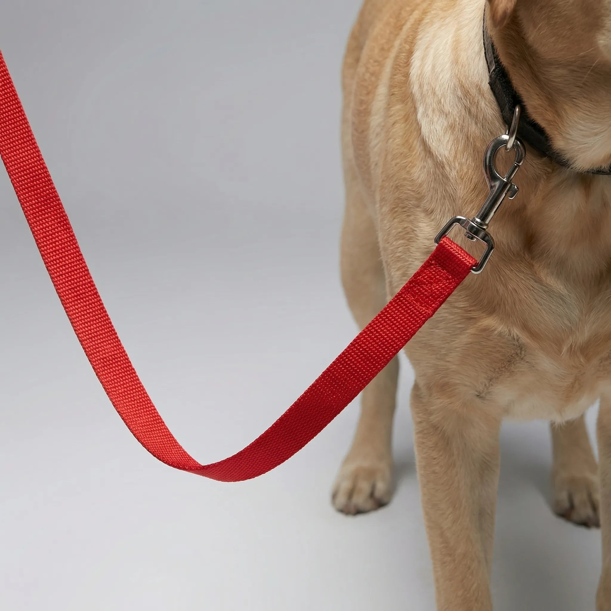 Lange Hundetrainingsleine aus robustem Nylon für Rückruftraining