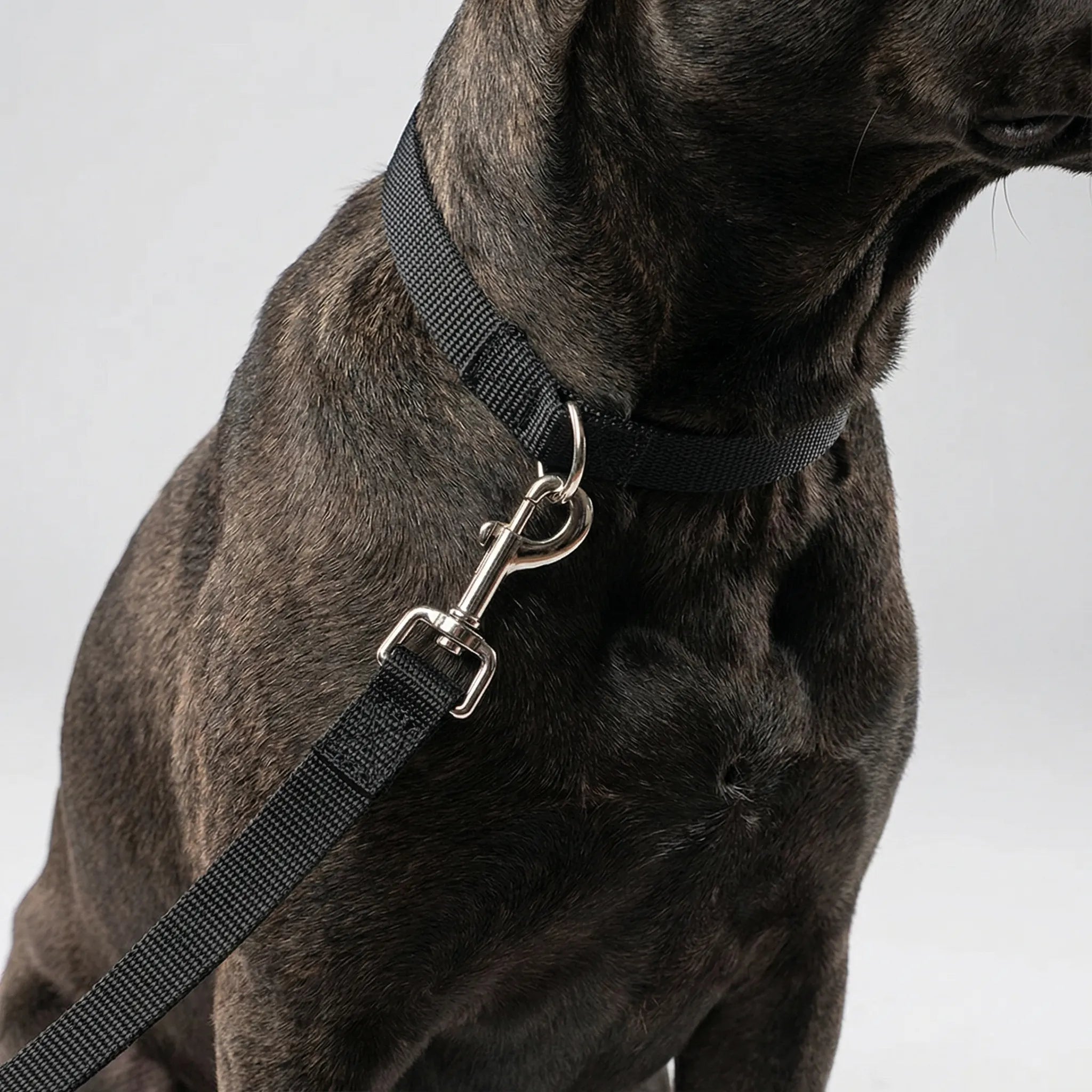 Lange Hundetrainingsleine aus robustem Nylon für Rückruftraining